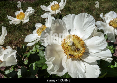 Peonia bianca, peonie Paeonia lactiflora peonie "Moonrise" Foto Stock