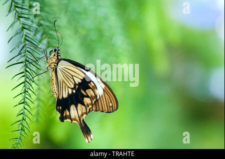 Beffardo coda forcuta farfalla (Papilio dardano) chiamato anche coda di rondine Africana appoggiata su foglie di piante. Foto Stock