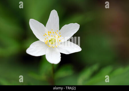 Anemone legno, Anemone nemorosa ,, Stoke legno, Exeter Devon Foto Stock