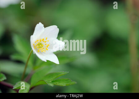 Anemone legno, Anemone nemorosa ,, Stoke legno, Exeter Devon Foto Stock