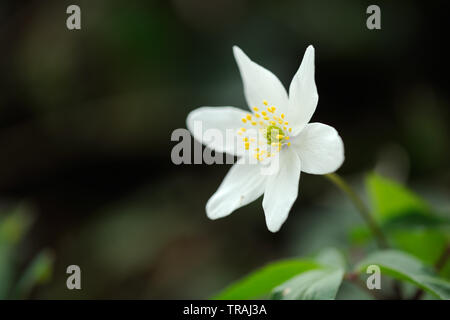 Anemone legno, Anemone nemorosa ,, Stoke legno, Exeter Devon Foto Stock