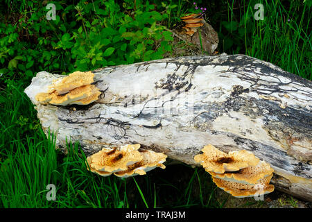 Driadi sella, una staffa comune funghi che crescono su un albero morto trunk - Giovanni Gollop Foto Stock