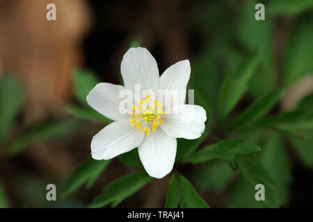 Anemone legno, Anemone nemorosa ,, Stoke legno, Exeter Devon Foto Stock