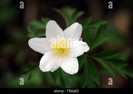Anemone legno, Anemone nemorosa ,, Stoke legno, Exeter Devon Foto Stock