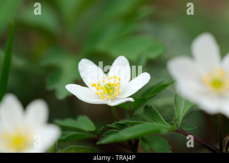 Anemone legno, Anemone nemorosa ,, Stoke legno, Exeter Devon Foto Stock