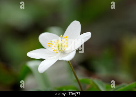 Anemone legno, Anemone nemorosa ,, Stoke legno, Exeter Devon Foto Stock