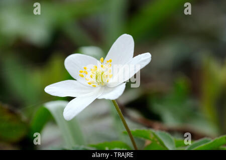 Anemone legno, Anemone nemorosa ,, Stoke legno, Exeter Devon Foto Stock