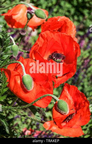 Oriental papavero rosso, Papaver orientale, papaveri orientali boccioli di fiori Foto Stock