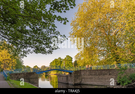 Alba alla confluenza del fiume Ouse e fiume Foss a York. Un albero frondoso è catturato nella luce solare bassa dandogli un bagliore dorato. Foto Stock