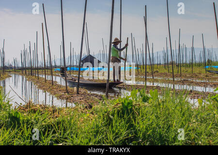 Flottante giardini vegetali al Lago Inle, Myanmar Foto Stock