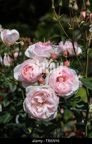 Rosa Rose blousy nel giardino di rose a Mount Edgcumbe Park Cornwall Estate 2019 Foto Stock