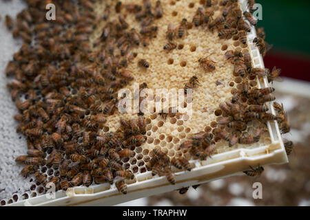 Api di lavoratore su un telaio. Le cellule bianche tra il giallo sono quelle di larve di api. Beeking urbana è diventata molto più popolare negli ultimi anni. Foto Stock