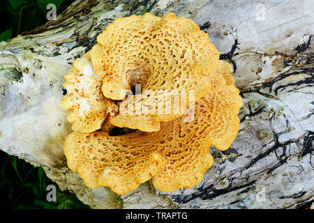 Driadi sella, una staffa comune funghi che crescono su un albero morto trunk - Giovanni Gollop Foto Stock