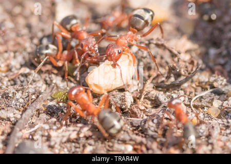 Rosso Sangue rendendo slave formiche (Formica sanguinea) saccheggiare un altro ant nest. Surrey, Regno Unito. Foto Stock