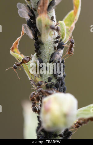 Allevamento di formiche afidi su un impianto foxglove, REGNO UNITO Foto Stock