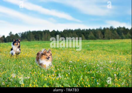 Shetland sheepdogs in esecuzione nel prato. Foto Stock