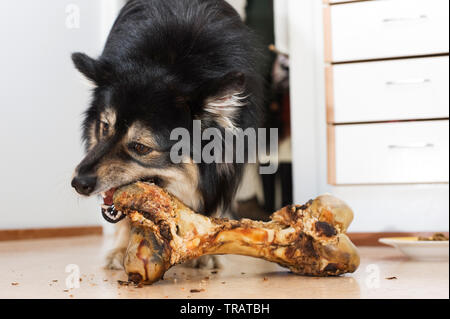 Lapphund finlandese masticare un grande osso. Foto Stock