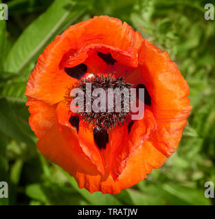 Rosso papavero, Papaver rhoeas Foto Stock