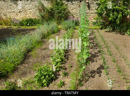 Orto plot Foto Stock