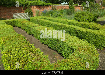 Scatola di copertura, la forma bassa in un giardino ben curato Foto Stock