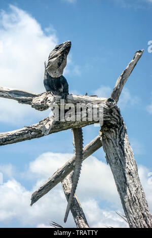 Nero Spiny-Tailed Iguana in un albero morto, Cozumel, Messico Foto Stock