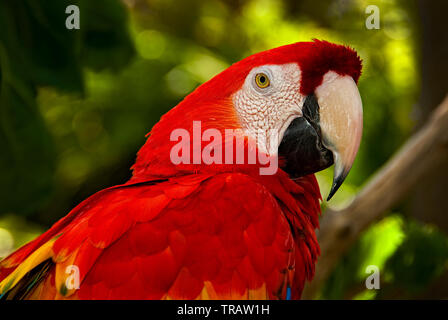 Ritratto di pappagallo: Scarlet Macaw (Ara macao) Foto Stock