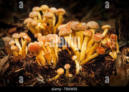 Hypholoma fasciculare, comunemente noto come il ciuffo di zolfo fungo Foto Stock