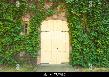 Porte in legno con la Virginia superriduttore impianto (Parthenocissus quinquefolia) coprire la parete esterna, cantina Inglenook, Yountville, CALIFORNIA, STATI UNITI D'AMERICA Foto Stock