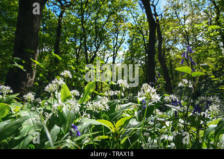 In the bluebell boschi Foto Stock