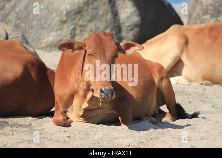 Brown vacche rilassante sulla spiaggia pubblica, Palolem, Goa, India Foto Stock