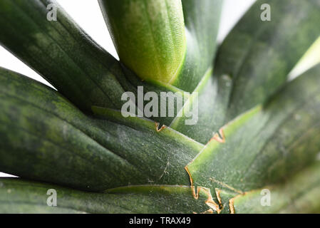 Close up di piante succulente Foto Stock