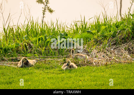 Frizione di tre goslings accanto a un torrente su Elmwood Campo da Golf nella corrente di Swift, SK Foto Stock