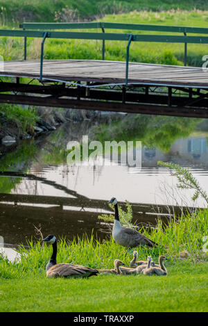 Il padre e la madre le oche canadesi con una frizione di goslings sotto un ponte su Elmwood Campo da Golf nella corrente di Swift, SK Foto Stock