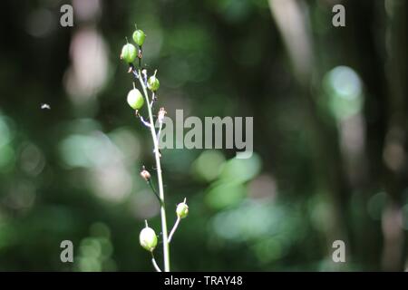 Bluebells visto nella tarda primavera nel bosco in Inghilterra Foto Stock