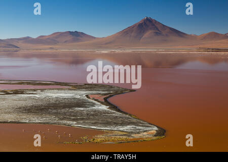 Fenicotteri nella Laguna Colorada, Bolivia Foto Stock