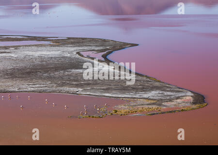 Fenicotteri nella Laguna Colorada, Bolivia Foto Stock