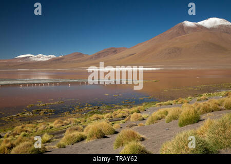 Fenicotteri nella Laguna Colorada, Bolivia Foto Stock