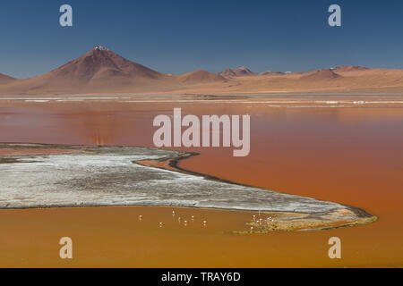 Fenicotteri nella Laguna Colorada, Bolivia Foto Stock