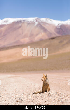 Wild fox nel altiplano in Bolivia Foto Stock