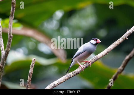 Passero Java in un albero, bellissimo uccello con bei colori Foto Stock