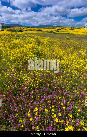 Civette trifoglio, Monolopia, Caliente gamma, Carrizo Plain monumento nazionale, San Luis Obispo County, California Foto Stock