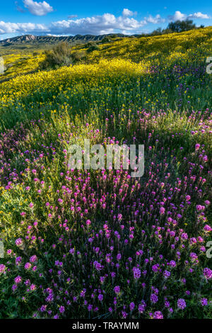 Civette trifoglio, Monolopia, Caliente gamma, Carrizo Plain monumento nazionale, San Luis Obispo County, California Foto Stock