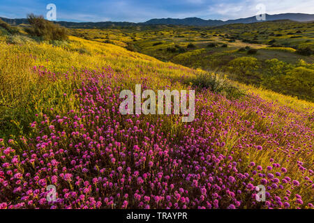 Civette trifoglio, Monolopia, Fiddlenecks, Caliente gamma, Carrizo Plain monumento nazionale, San Luis Obispo County, California Foto Stock