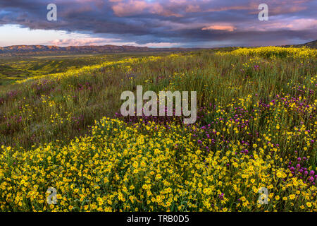 Tramonto, Monolopia, gufi trifoglio, Fiddlenecks, Caliente gamma, Carrizo Plain monumento nazionale, San Luis Obispo County, California Foto Stock