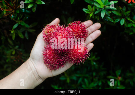Mature rambutans rosso a portata di mano Foto Stock