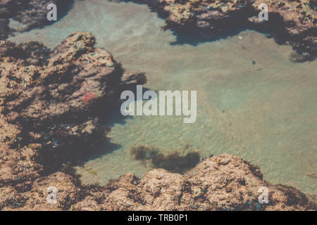 Il piccolo pesce in acqua poco profonda. Le alghe sulla spiaggia Foto Stock