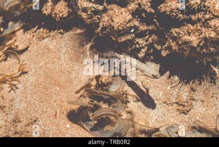 Il piccolo pesce in acqua poco profonda. Le alghe sulla spiaggia Foto Stock