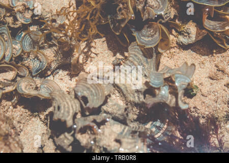 Il piccolo pesce in acqua poco profonda. Le alghe sulla spiaggia Foto Stock