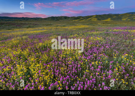 Civette trifoglio, Monolopia, Caliente gamma, Carrizo Plain monumento nazionale, San Luis Obispo County, California Foto Stock