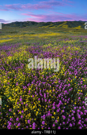 Civette trifoglio, Monolopia, Caliente gamma, Carrizo Plain monumento nazionale, San Luis Obispo County, California Foto Stock